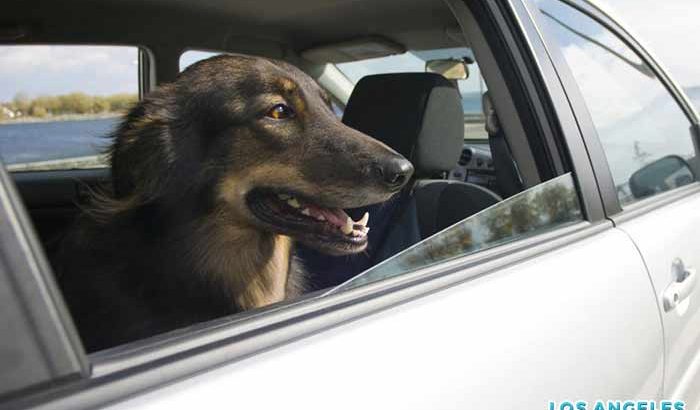 Driving with Pets Can Be Distracting